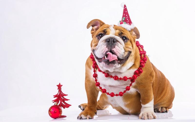 pet clothing, studio shot, small, puppy, cute, winter, tan, fun, clothing, celebration, adult, one animal, christmas, white, friendship, 2K, english Bulldog