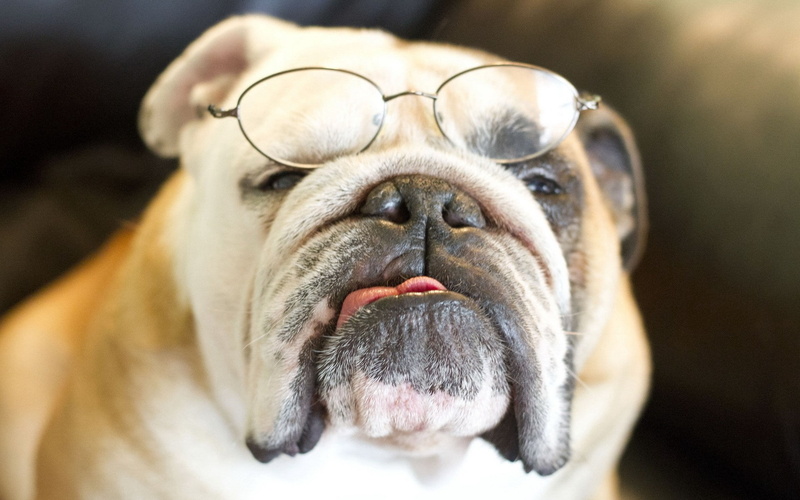 domestic, looking, human Face, english Bulldog, no People, animal body part, glasses, 1080P, canine, animal nose, bulldog, selective focus, mammal, humor