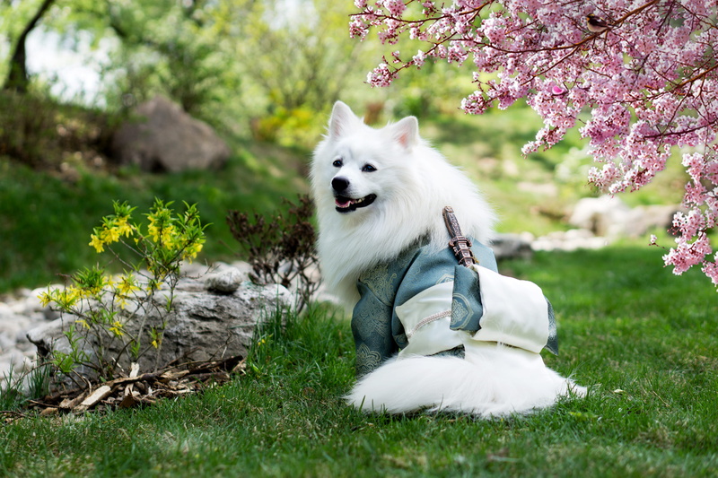 one animal, looking, plant, adult, growth, field, outdoors, kimono, animal themes, pomeranian, fur, garden, standing, flowers, lawn, flowering plant, mammal