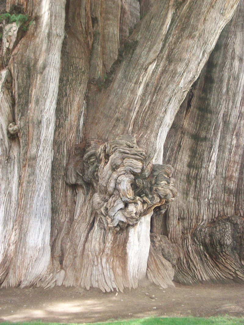 tree trunk, geology, beauty in nature, montezuma cypress, tranquility, rough, unesco, textured, impressive, world heritage, 2K, non-urban scene, tree