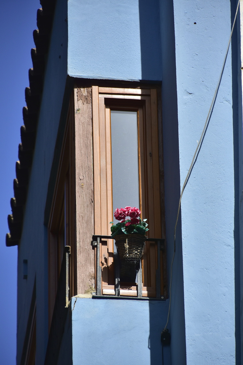 plant, day, entrance, flowering plant, potted plant, built structure, no people, architecture, vulnerability, window box, freshness, 5K, nature, people