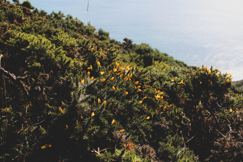 green color, tranquility, scenics - nature, grass, day, sky, jungle, tranquil scene, vegetation, high angle view, non-urban scene, nature, 5K, no people