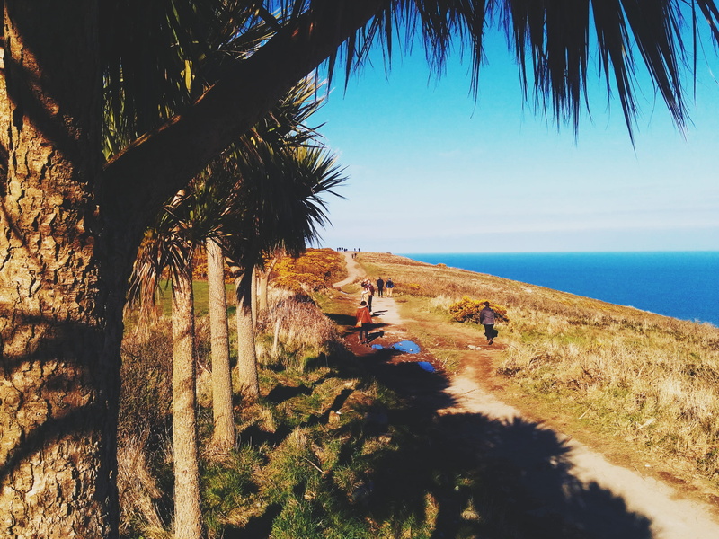 nature, water, land, day, tree, tropical climate, plant, beauty in nature, tranquility, horizon, palm tree, howth, horizon over water, beach, scenics - nature