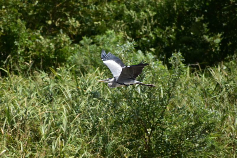 waterside, bird, freedom, green color, no people, growth, vertebrate, heron, feathers, natural, river, wings, plant, wild birds, spread wings, motion, wild animal