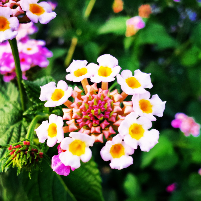 close-up, growth, nature, plant, garden, no people, lantana, fragility, petal, jamaica, beautiful, saint ann parish, flowers, vulnerability, park - man made space