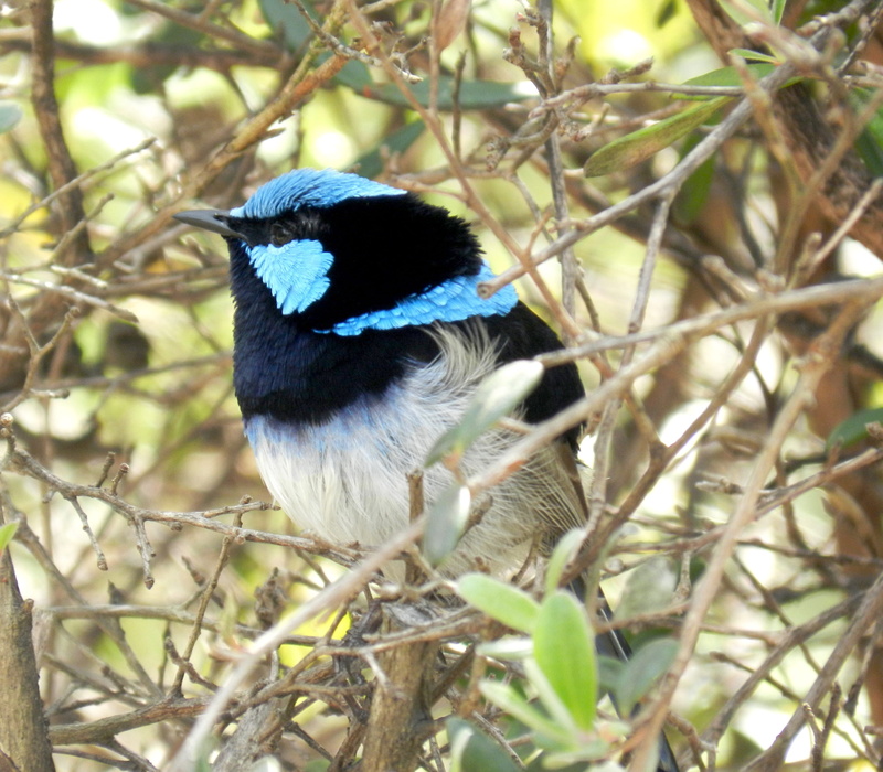 australian birds, australian, fairy-wren, blue wren, one animal, branch, plant, animal themes, wrens, wren, bird, focus on foreground, close-up, animal