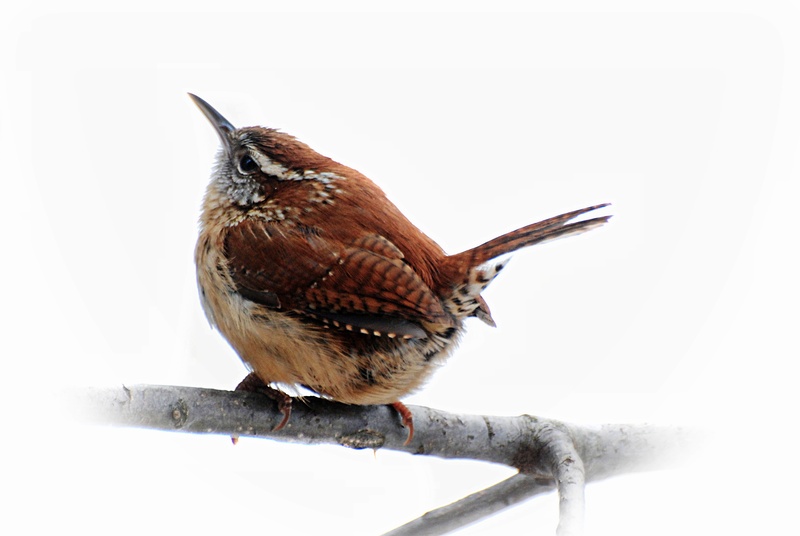 animal themes, day, brown, bird, wildlife, 4K, animals in the wild, long, nature, animal wildlife, beak, snow, spring, mouth open, no people, outdoors