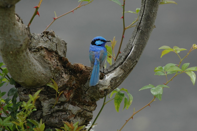 Animal, Fairy-Wren, Branch, Tree, Bird, 1080P, Wren, Birds