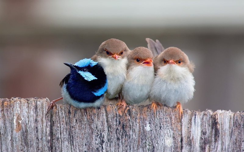 720P, fairy wren birds fence