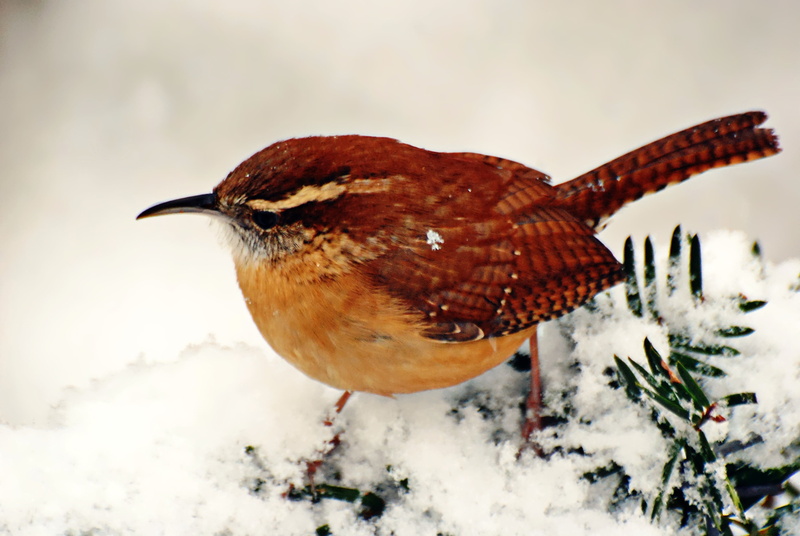 one animal, winter, frost, nature, brown, frozen, selective, wren, day, plant, animal, animals in the wild, full length, ice, no people, focus on foreground