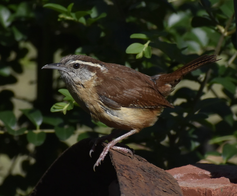 one animal, beak, animal wildlife, bird, animals in the wild, outdoors, vertebrate, green color, plant, carolina wren, animal themes, plant part, 2K, day