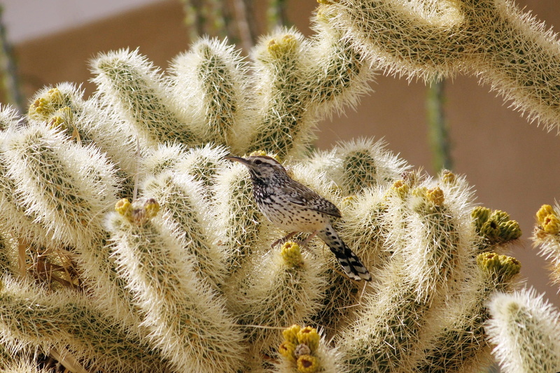 thorn, growth, sharp, plant, land, spiky, climate, 1080P, arid climate, spiked, cactus wren, sunlight, campylorhynchus brunneicapillus, close-up, nature