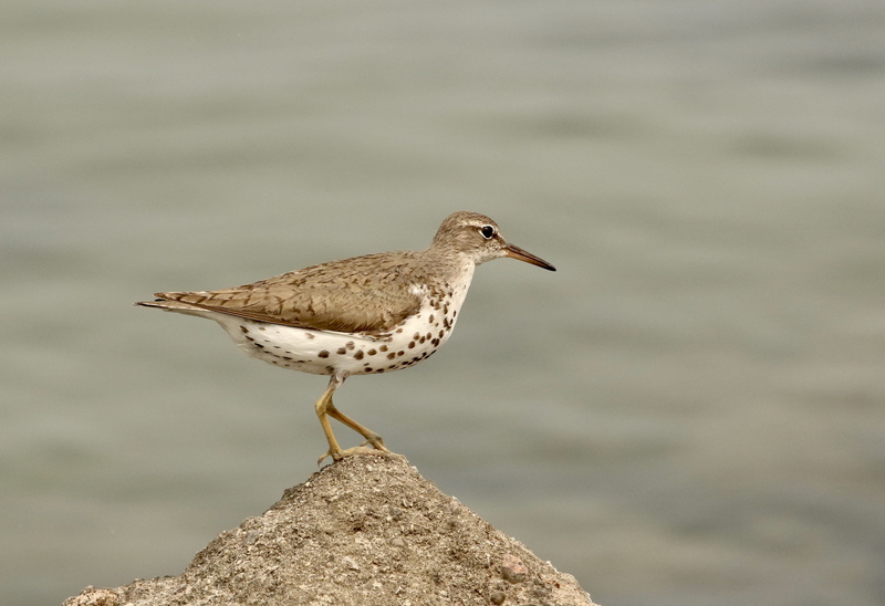 animal, seagull, turkey point, one animal, nature, animals in the wild, brown, beak, standing, water, animal wildlife, side view, outdoors, animal themes