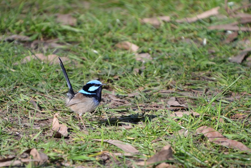 outdoors, no people, australia, 1080P, close-up, plant, blue-wren, vertebrate, one animal, nature, animal themes, animals in the wild, fairy wren, wren