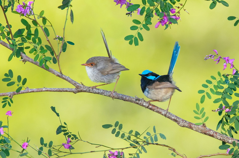 Wren, Animal, Fairy-Wren, Branch, Birds, Leaf, 1080P, Bird