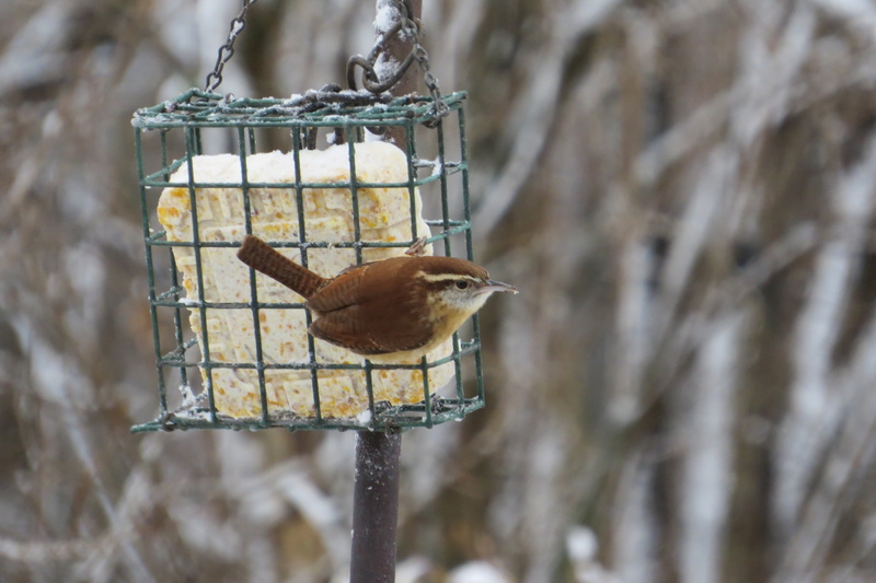 4K, wren, food, day, food and drink, animals in the wild, nature, passerine bird, focus on foreground, animal, thryothorus ludovicianus, tree, backyard bird