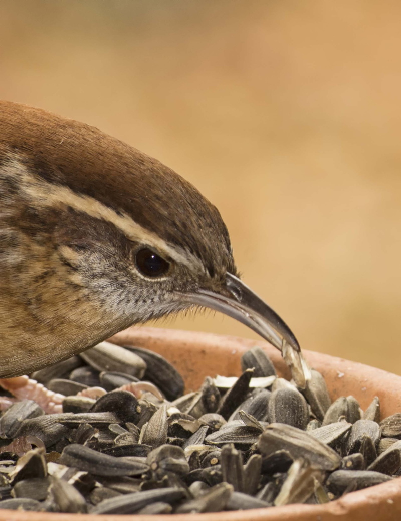 outdoors, nature, one animal, animal mouth, animal head, carolina, wren, focus on foreground, day, carolina wren, bird, 1080P, close-up, food and drink