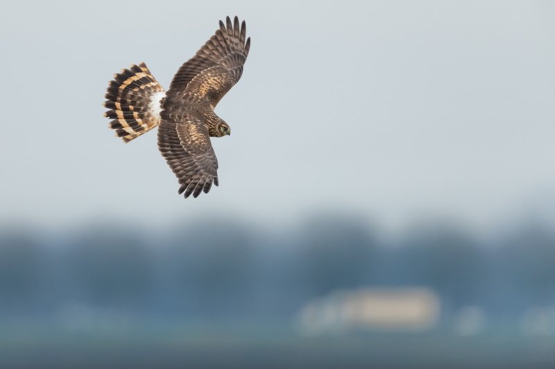bird, falcon - bird, spread wings, airport, accipiter, copy space, hawk, no people, buzzard, grouse, nature, eagle - bird, animal themes, wren, flying