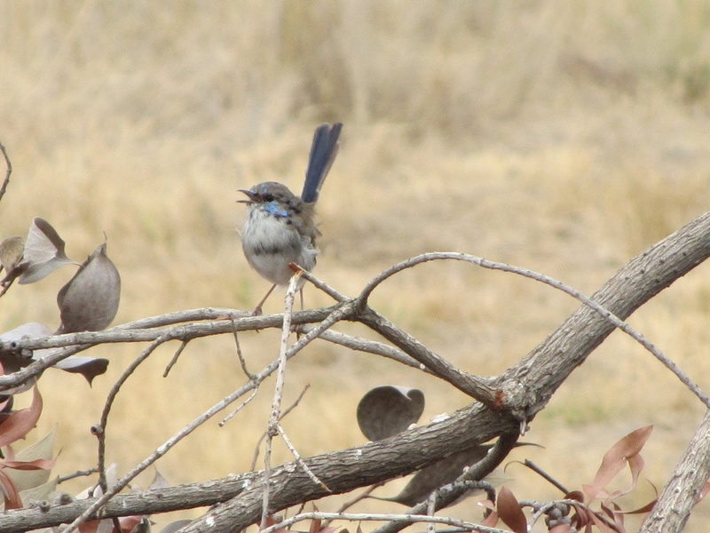 720P, Superb fairywren, Birds, Wren