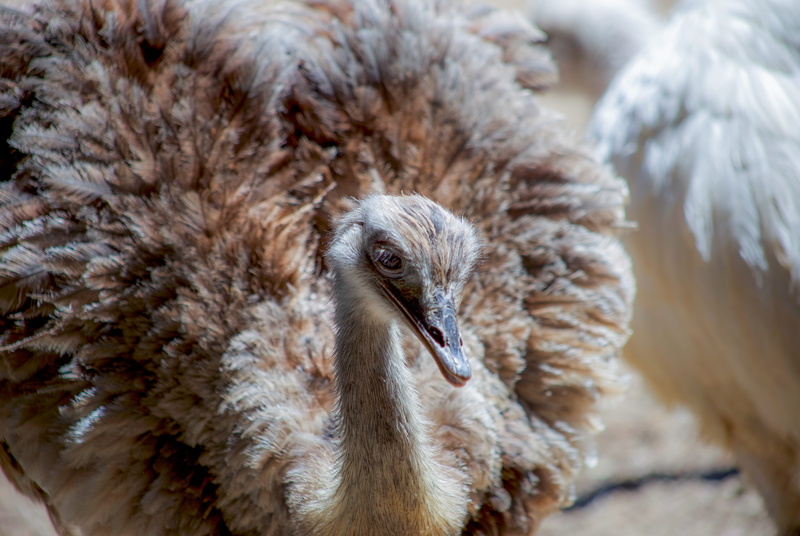 background, nature, snow, animals in the wild, chicken, animal body part, head, day, photography, avestruz, oiseau, animal wildlife, ailes, emu, vertebrate