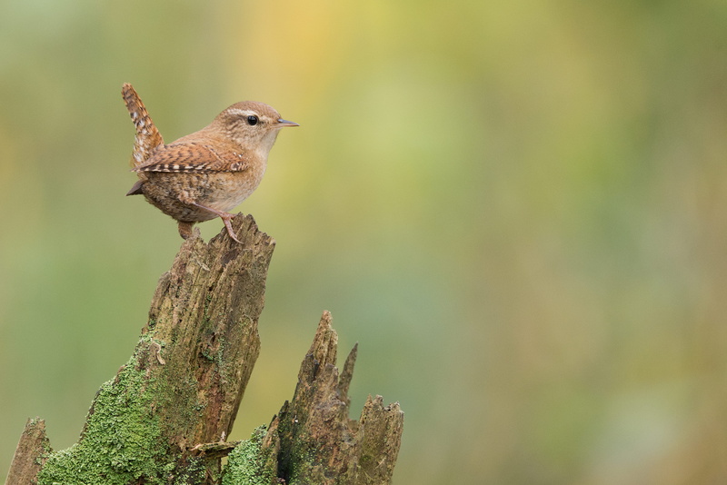 focus on foreground, perching, branch, bird, plant, outdoors, animal wildlife, beauty in nature, winter wren, animal, lichen, tree, nature, one animal