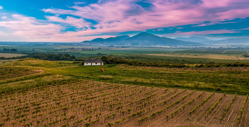 wine, 2K, limit, white, outdoors, beauty in nature, field, landscape, environment, rural scene, non-urban scene, agriculture, mountain, land, plant, hungary