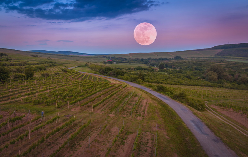 rural Scene, moon, moon over the vineyards, viničky, slovakia, vineyard, sky, non-Urban Scene, summer, grapes, land, plant, tranquility, scenics - nature