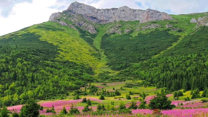 4K, green color, foliage, scenics - nature, no people, idyllic, environment, orchid male, outdoors, the slovak tatras, land, tranquility, top view, beauty in nature