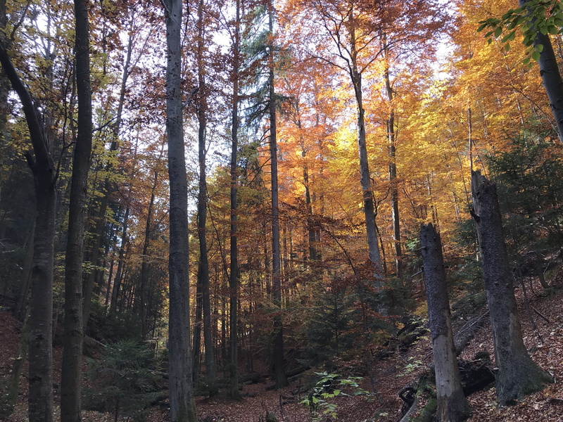 outdoors, growth, autumn collection, trunk, nature, grove, autumn, forest, tress, day, woodland, no people, conifer, change, plant, slovakia, tranquility