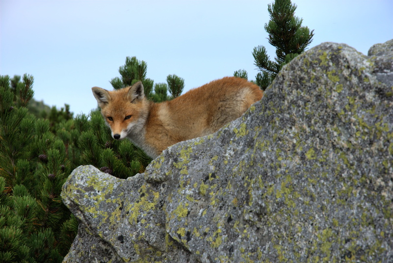 one animal, tatry, vertebrate, predator, the slovak tatras, gray, mammal, day, plant, solid, top, standing, animal themes, rocks, slovakia, animals in the wild