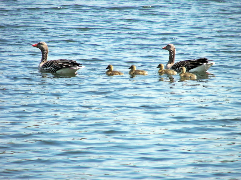 lake, grossensee, ducks, sea of joy, baltic sea, hamburgensien, nature, group of animals, animal family, water, goose, duck family, animals in the wild