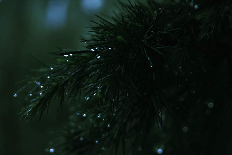 green color, tree, rain, dark, waterdrops, depth of field, raindrop, nature, selective focus, 4K, pine, conifer, beauty in nature, wet, needle - plant part