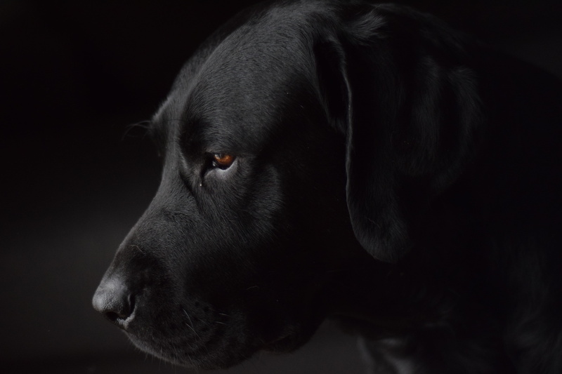 mammal, close-up, black background, looking, indoors, black, rainy, looking away, black and white, dog, domestic animals, canine, purebred dog, day, eye