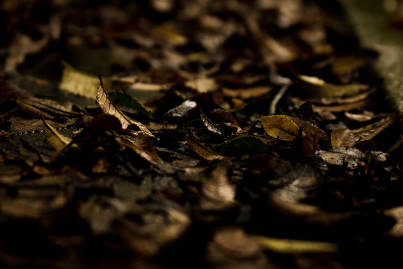 selective focus, experience, change, no people, falling, dark, outdoors, plants, close-up, 2K, rain, autumn, dry, environment, fragility, explore, rainy