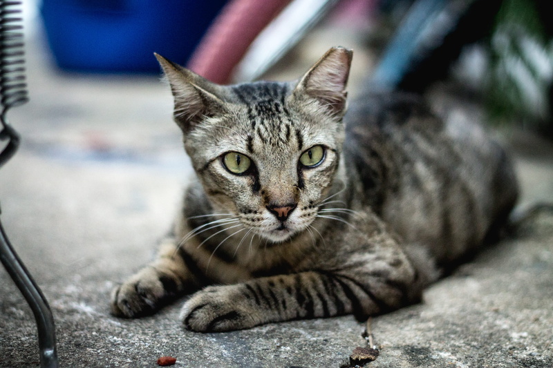urban, lying down, travel, domestic, whisker, daylight, domestic cat, stray, portrait, animal eye, tabby, 4K, one animal, domestic animals, looking at camera