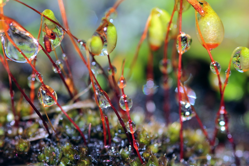 plant, close-up, rain, macro, daytime, tree, liquid, fruit, background, leaf, moss, food and drink, aqua, raining, beauty in nature, abstract, day, dew