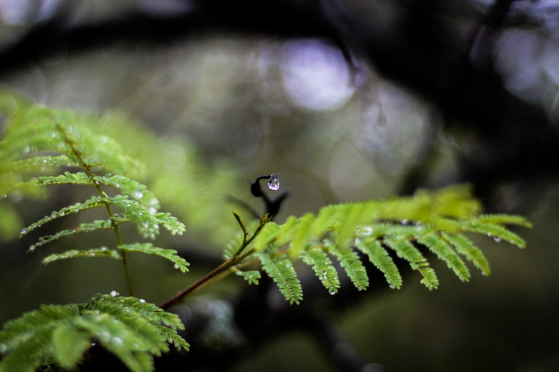 2K, focus on foreground, greenery, animal themes, south africa, rainy, animals in the wild, fragility, explore, nature, leaf, travel, outdoors, plant