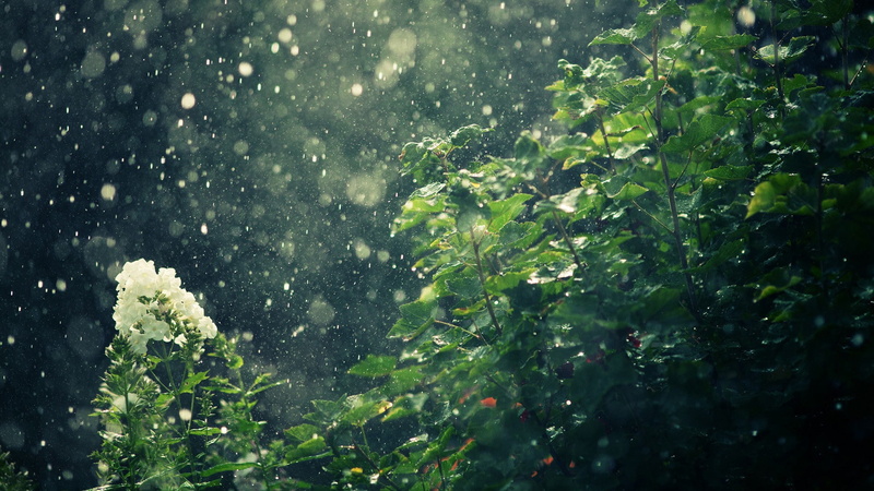 green leaves, rainy day, green nature, rain, close up, rainy, 1080P, nature photography, nature, raindrops, white flower