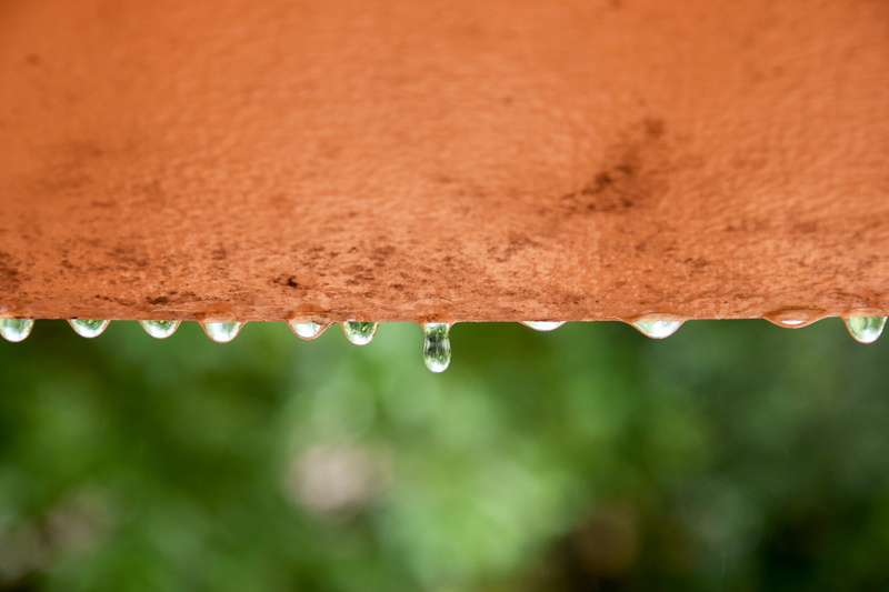 purity, 5K, wet, raindrop, day, freshness, rainy season, outdoors, trees, nature, plant, selective focus, drop, close-up, melting, focus on foreground