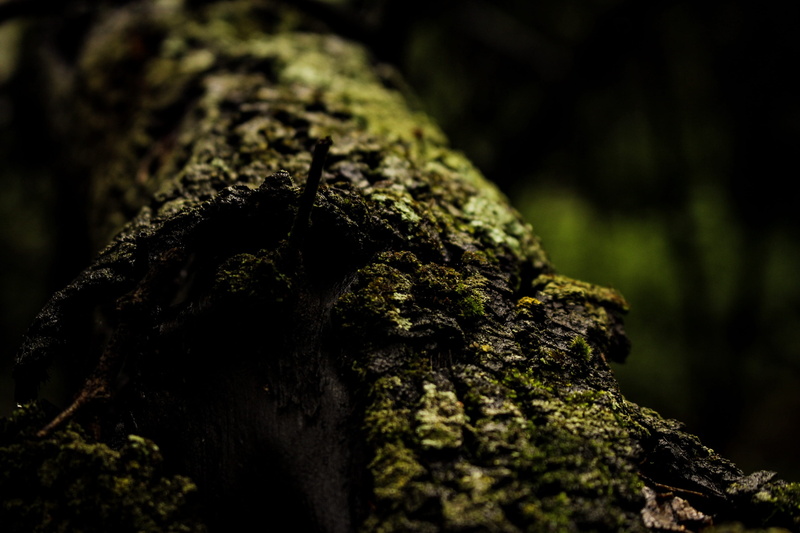 greenery, rainy, outdoors, 2K, trunk, environment, plant, travel, bark, solid, experience, misty, explore, drops, rademeyers, dark, rain, growth, wet