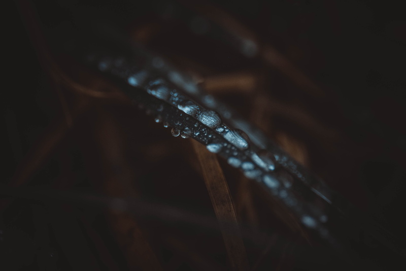detail, vignette, weather, dew, environment, silver, dark, selective focus, nature, wet, blade of grass, photography, purity, diamond, studded, black background