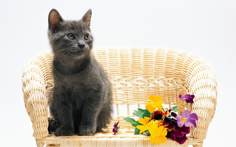 chair, looking at camera, sitting, feline, portrait, animal themes, flower, animal, bombay, studio shot, pansy, no people, indoors, young animal, domestic