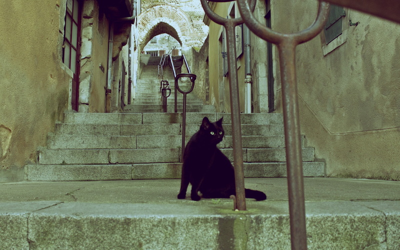 2K, ladder, street, day, architecture, one animal, looking, vertebrate, domestic, cute, outdoors, black Color, no People, domestic Animals, mammal, urban Scene