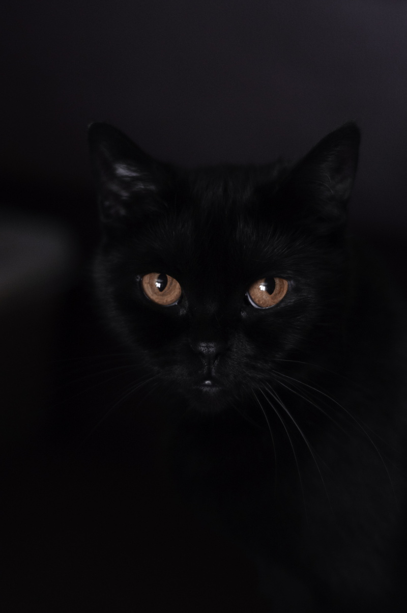 domestic, cat, pets, indoors, animal, animal themes, bombay, 8K, focus, evil, mammal, animal eye, close-up, selective, studio shot, domestic cat, animal head