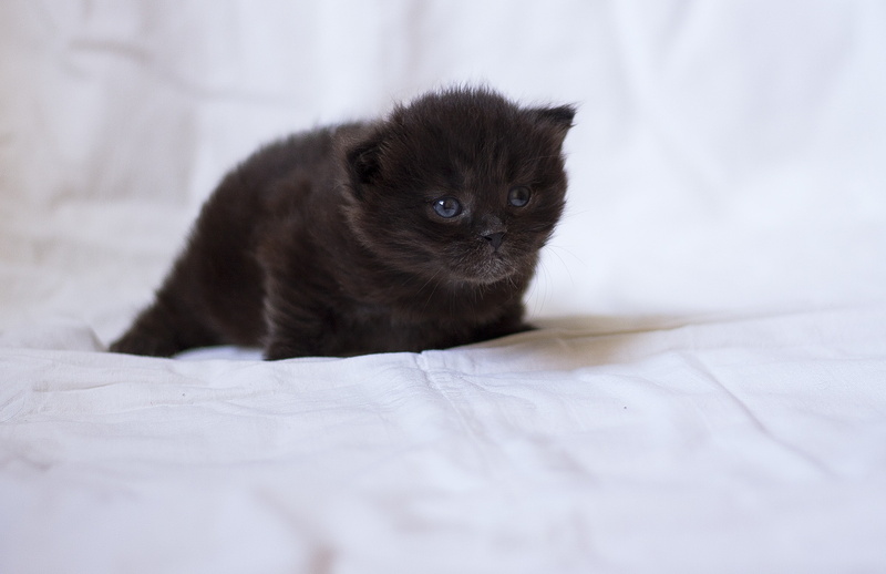 domestic Cat, furniture, mammal, cute, feline, kitten, hair, bombay, small, playful, indoors, domestic Animals, black, sitting, white, 2K, cat, no People