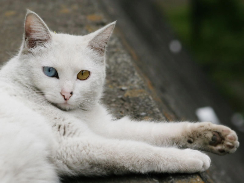 turkish angora cat, cat, green eye, blue eye, sweet, laying, 720P, turkish, angora