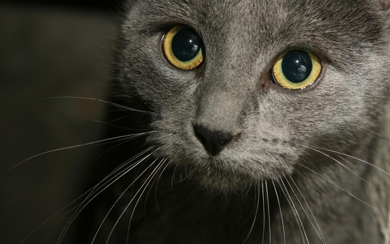 russian, poos, blue, 1080P, gorgeous, cat, russian blue cat, close