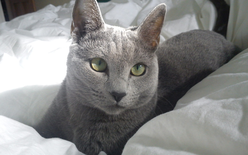 gorgeous, russian blue cat, sleepy, blue, bed, russian, 2K, cat