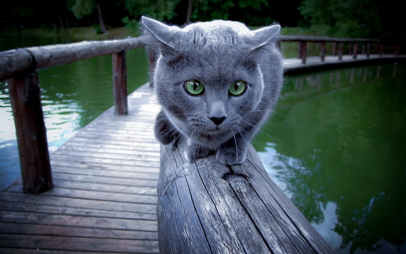 wood, cat, russian blue cat, 2K, lake, bridge, russian, walking, blue