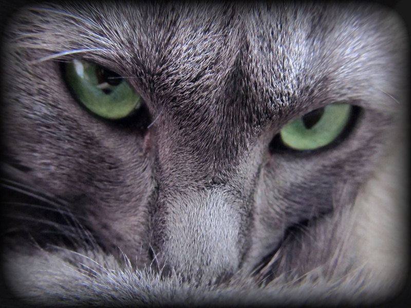 amazing, ferocious, evil, blue, russian, look, cat, russian blue cat, 720P